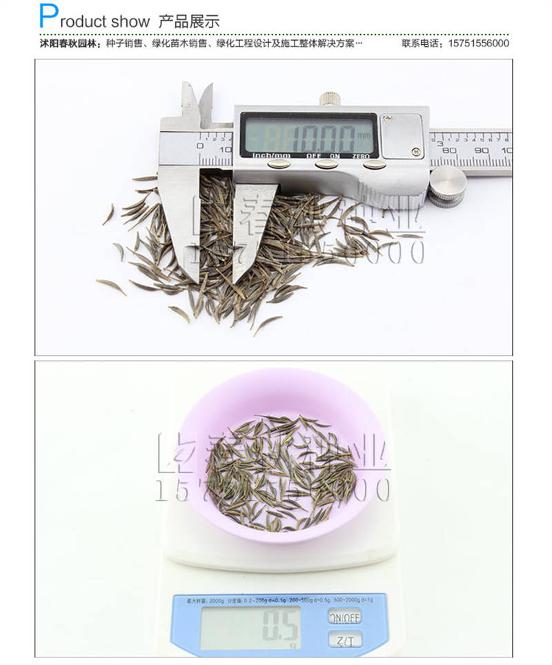 波斯菊種子銷售參考價格