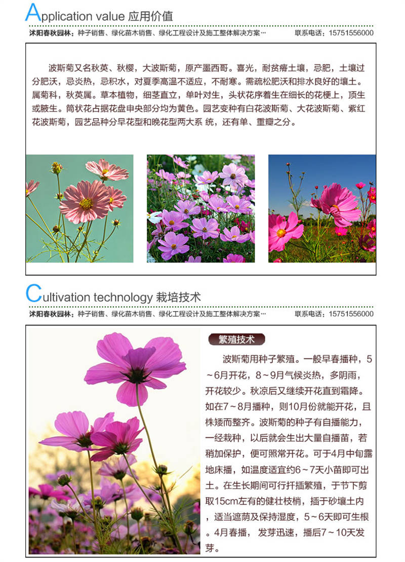 波斯菊種子應(yīng)用價值及種植技術(shù)