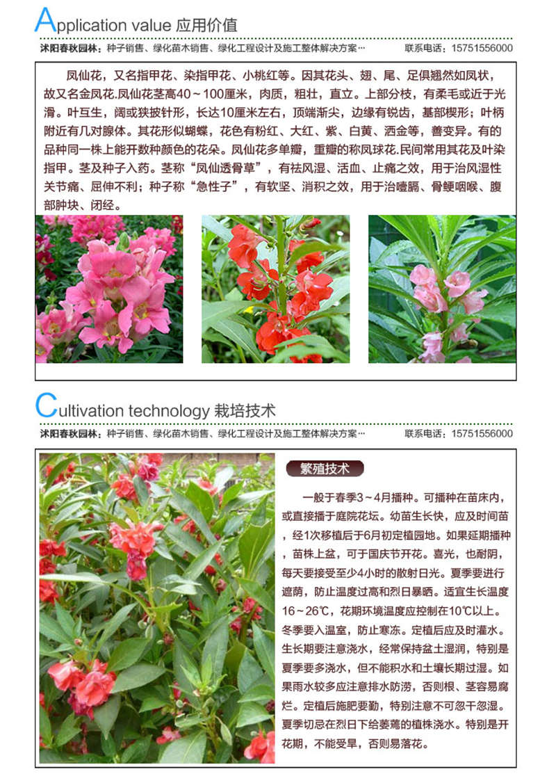 鳳仙花種子應用價值及種植技術