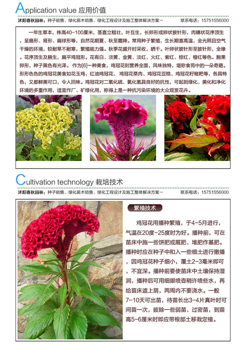 雞冠花種子應用價值及種植技術