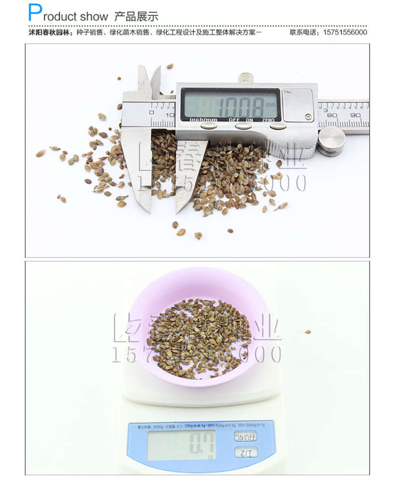 美麗胡枝子種子銷售參考價(jià)格