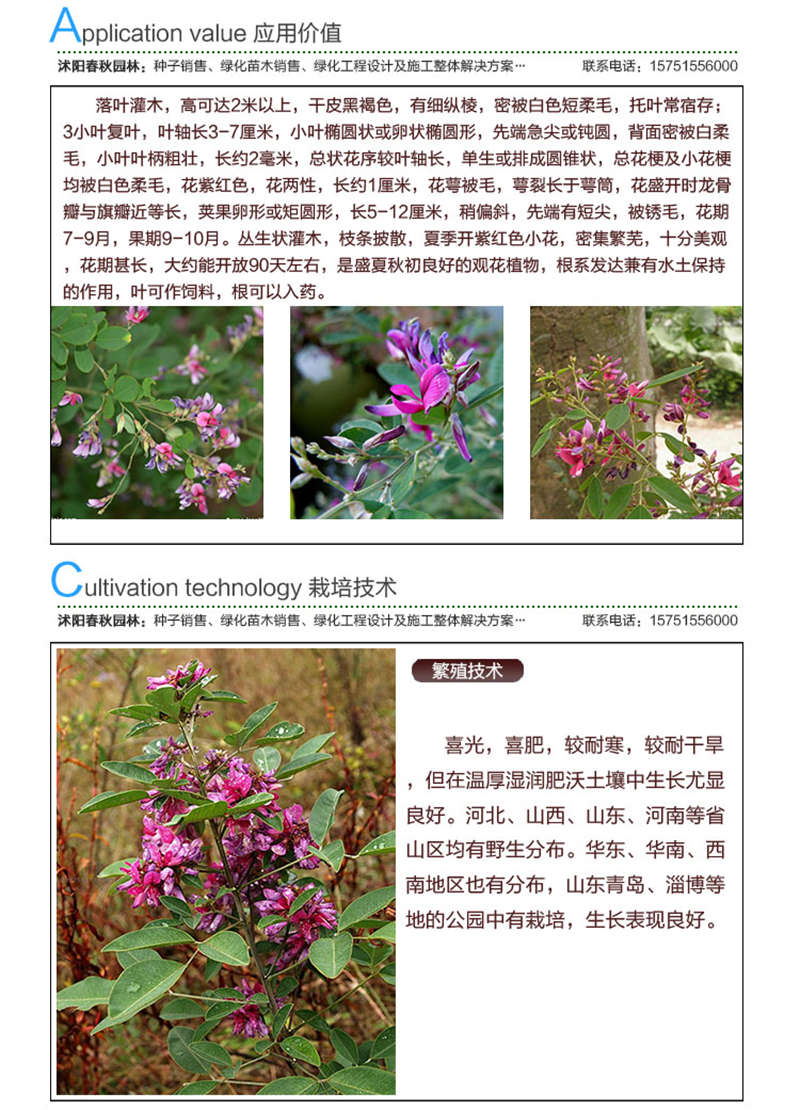 美麗胡枝子種子應(yīng)用價(jià)值及種植技術(shù)