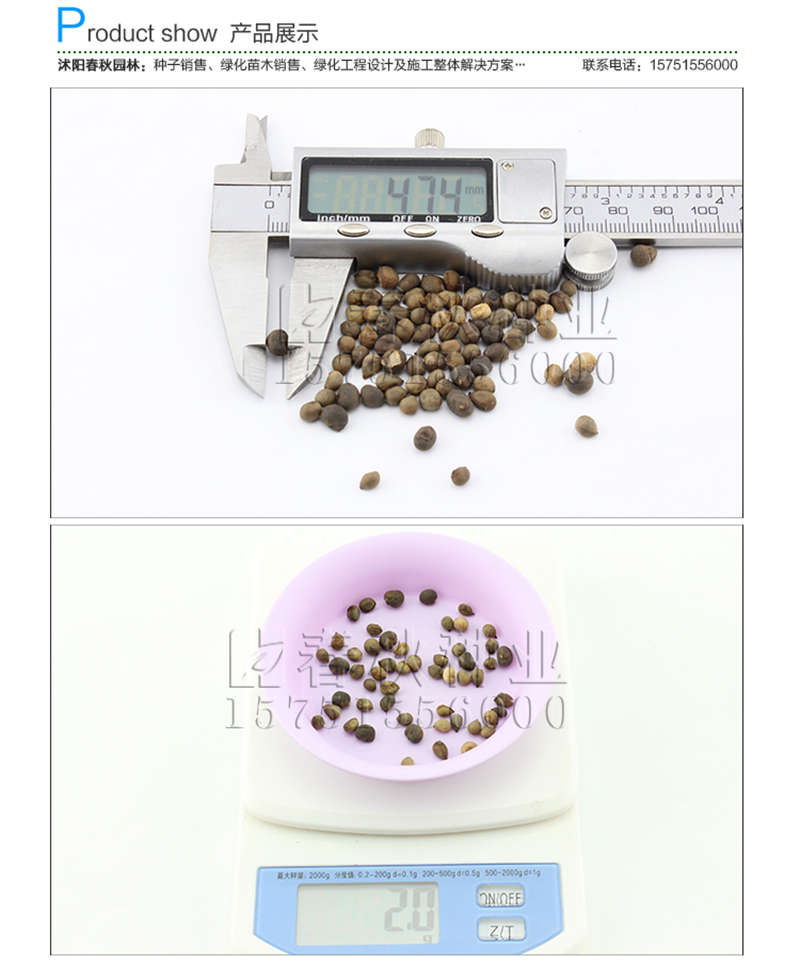 美麗異木棉種子銷售參考價格