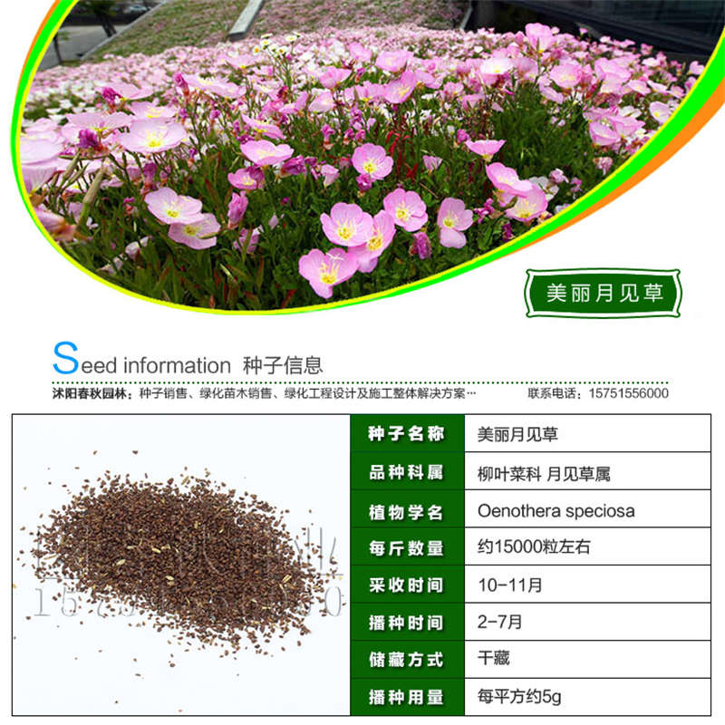 美麗月見草種子基本信息