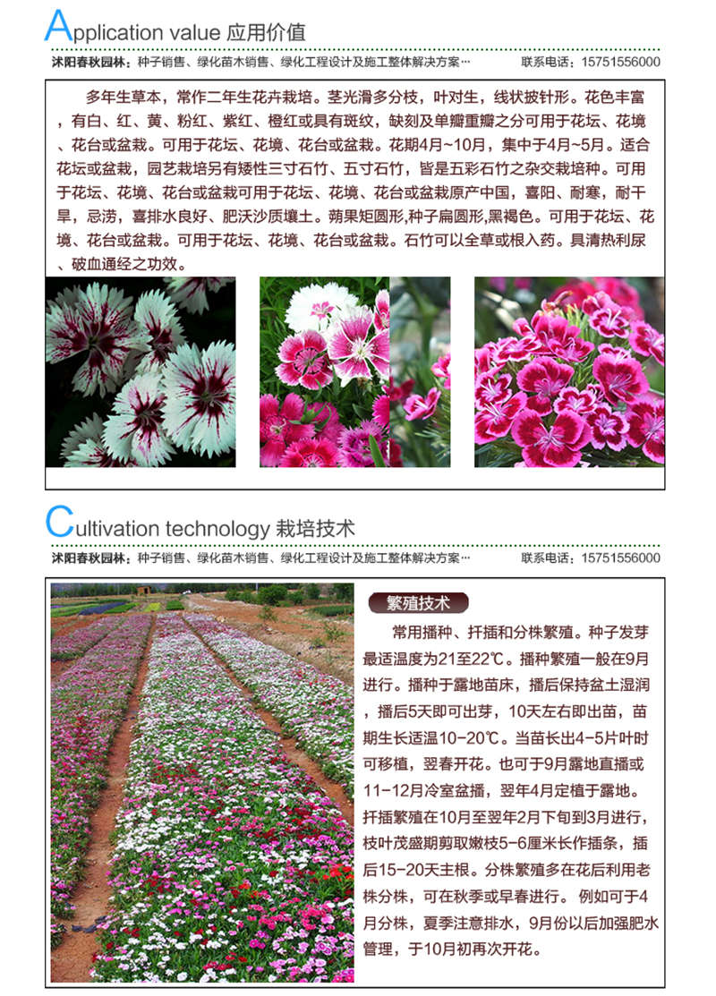 五彩石竹種子應(yīng)用價值及種植技術(shù)