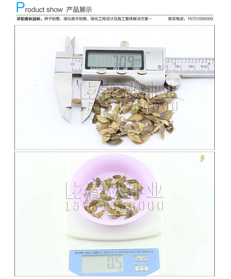 中華胡枝子種子銷售參考價格