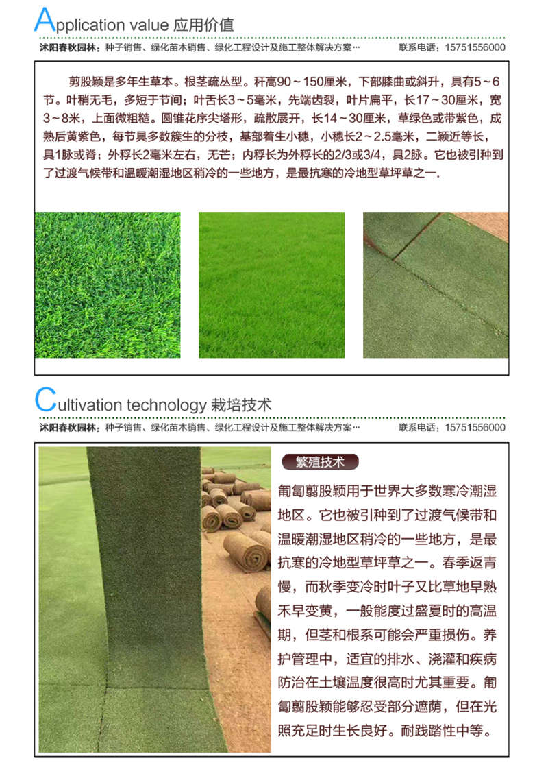 剪股穎(包衣)種子應用價值及種植技術