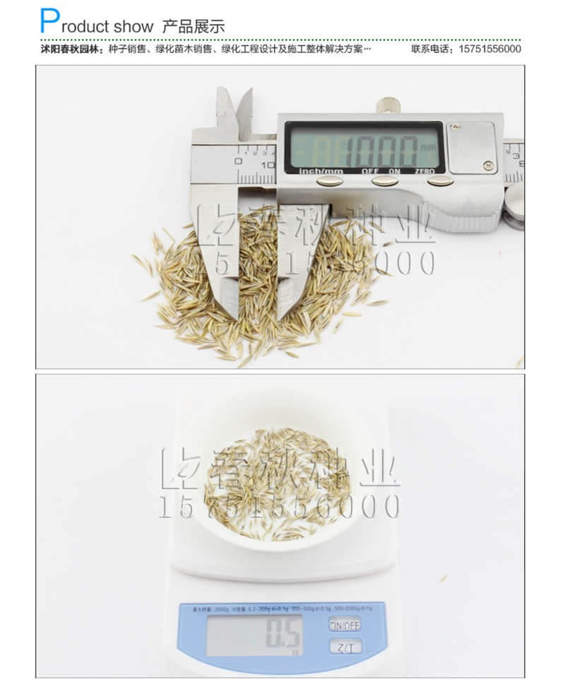 紫羊茅種子銷售參考價格