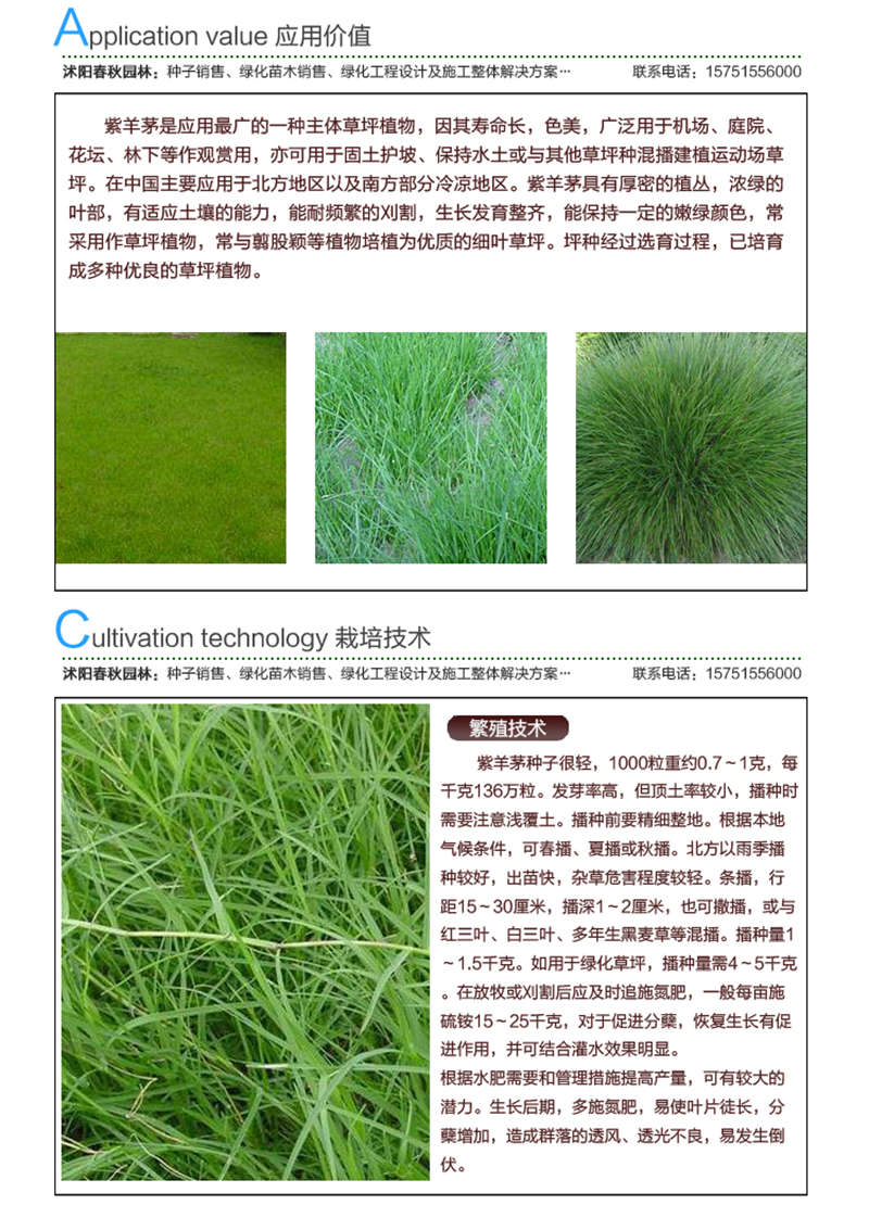 紫羊茅種子應(yīng)用價值及種植技術(shù)