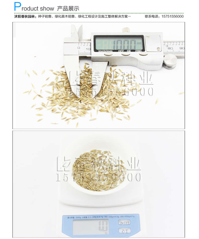 高羊茅種子銷售參考價(jià)格
