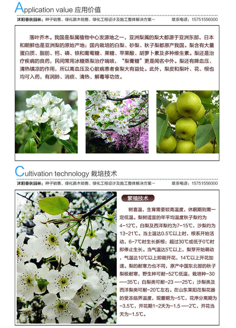 梨樹種子應(yīng)用價值及種植技術(shù)
