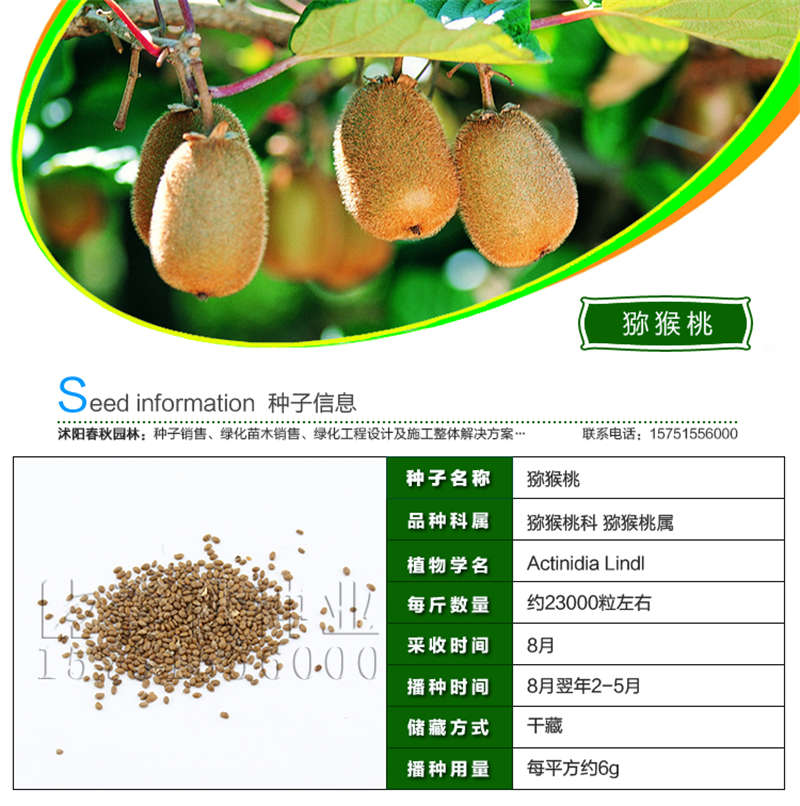 獼猴桃種子基本信息