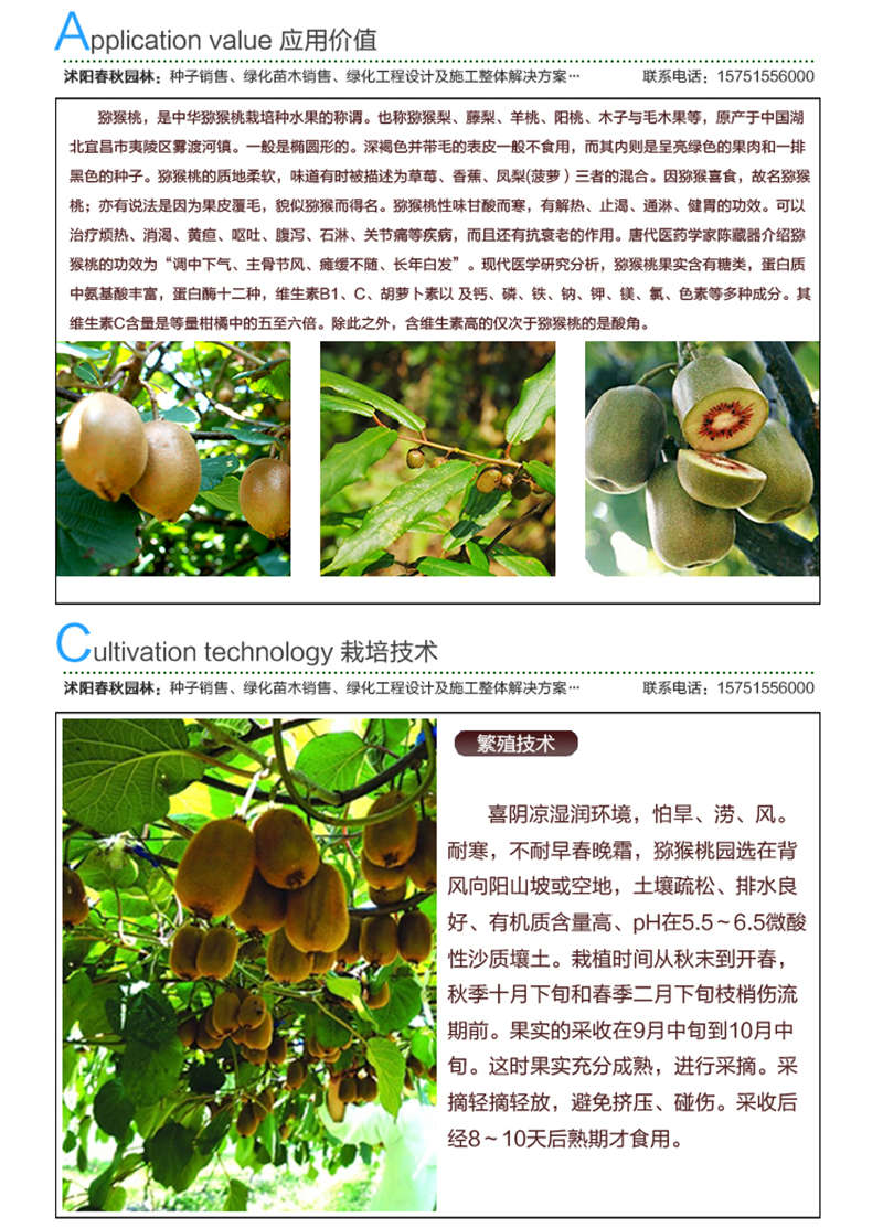 獼猴桃種子應用價值及種植技術