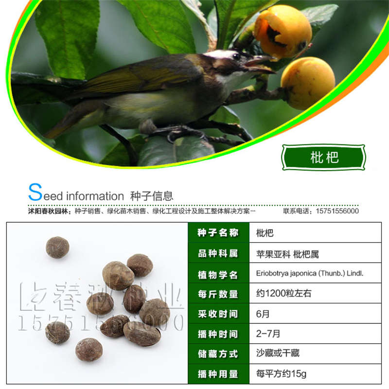 枇杷種子基本信息