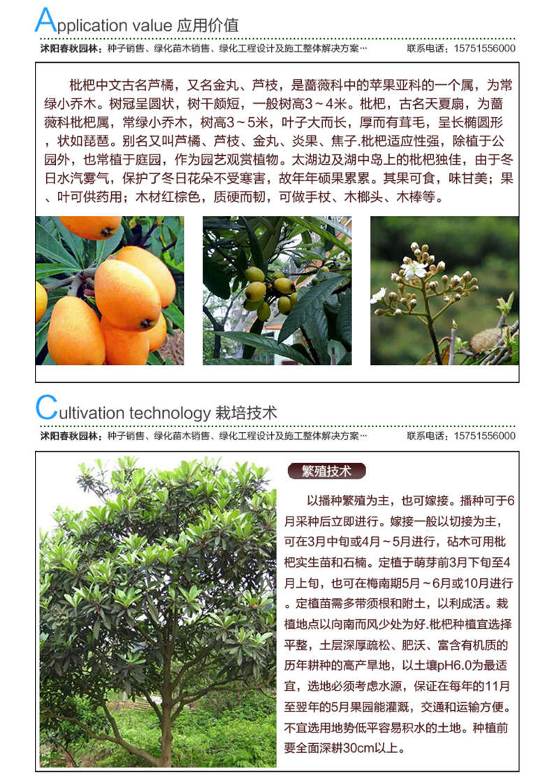 枇杷種子應(yīng)用價(jià)值及種植技術(shù)