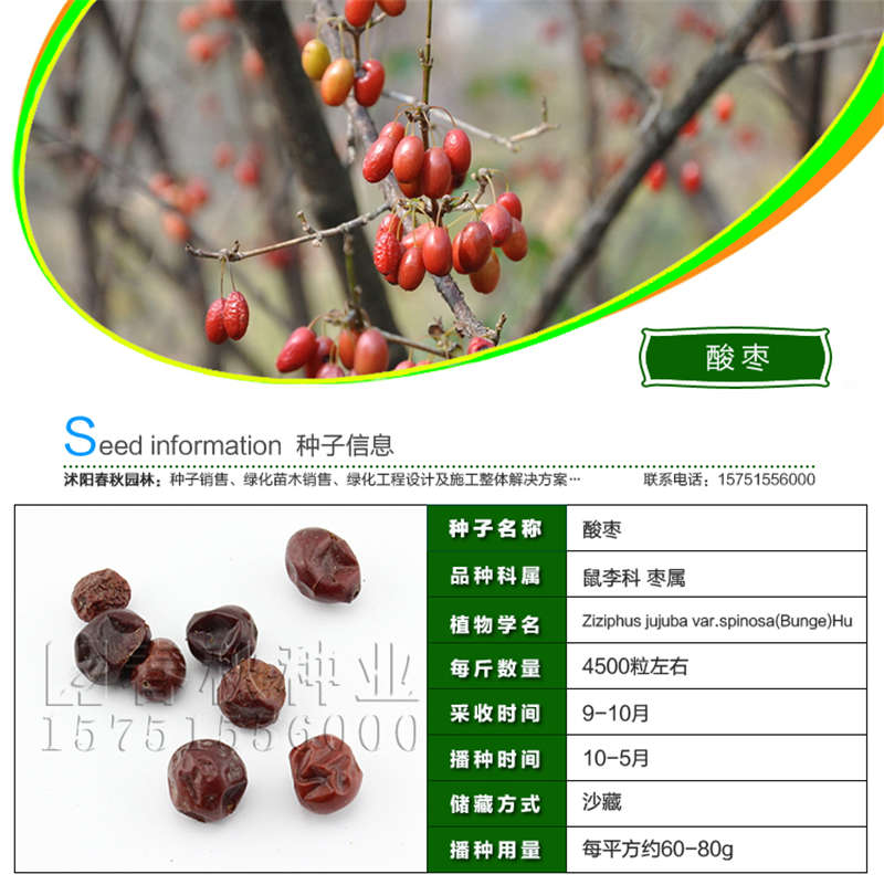 酸棗種子基本信息