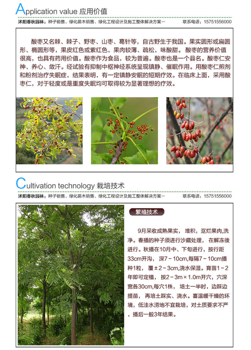 酸棗種子應(yīng)用價值及種植技術(shù)