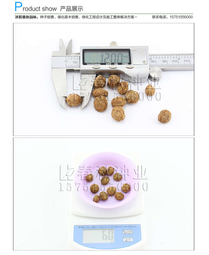 楊梅種子銷售參考價(jià)格