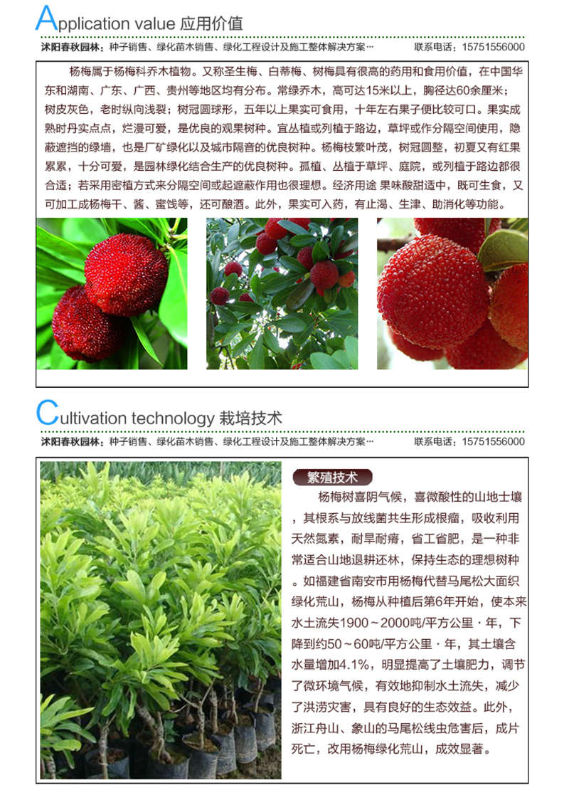 楊梅種子應(yīng)用價(jià)值及種植技術(shù)