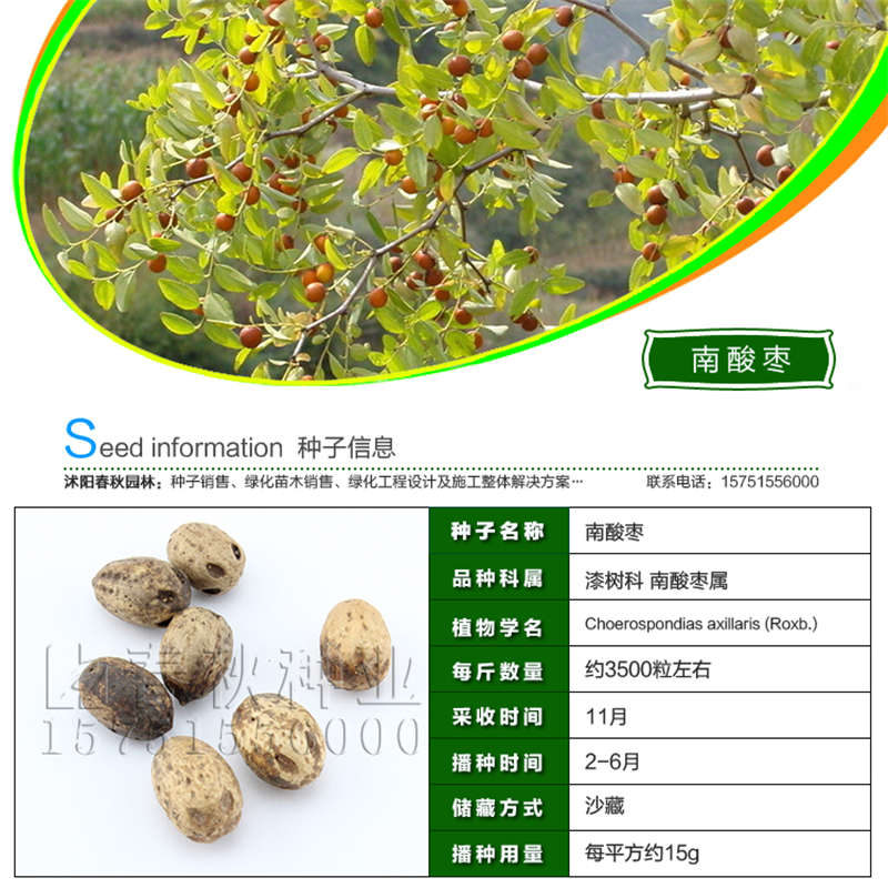 南酸棗種子基本信息