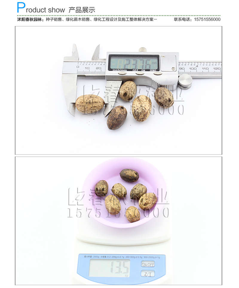 南酸棗種子銷售參考價(jià)格