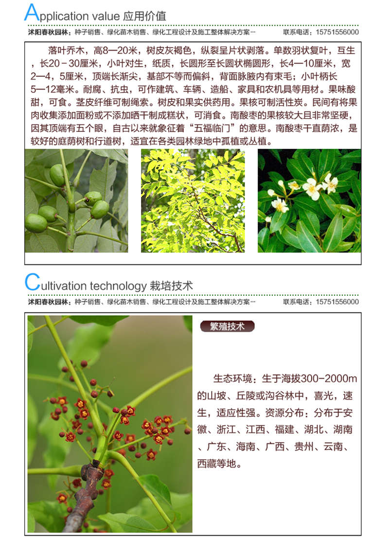 南酸棗種子應(yīng)用價(jià)值及種植技術(shù)
