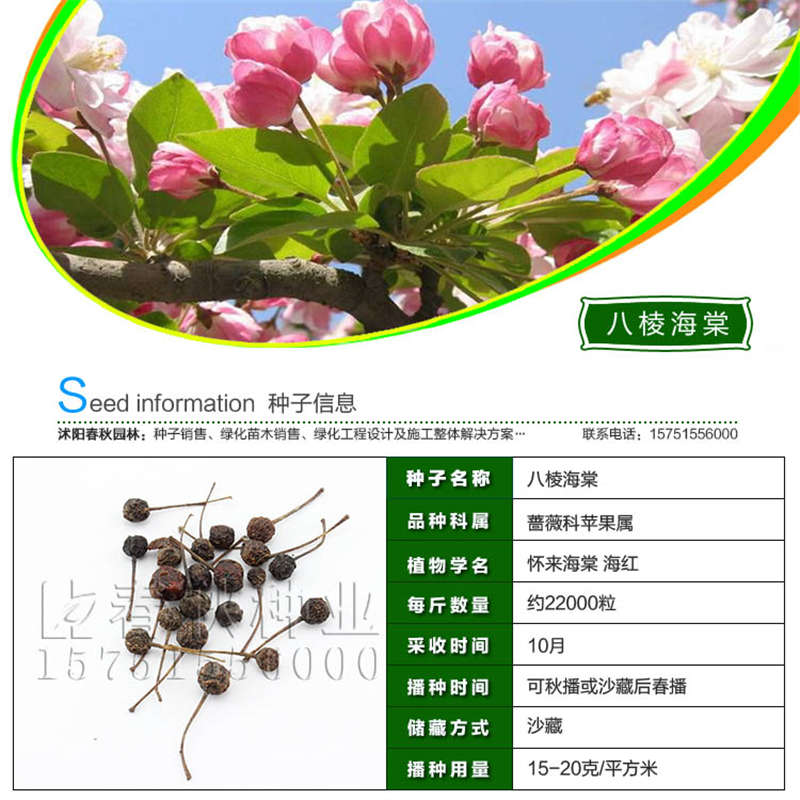 八棱海棠種子基本信息