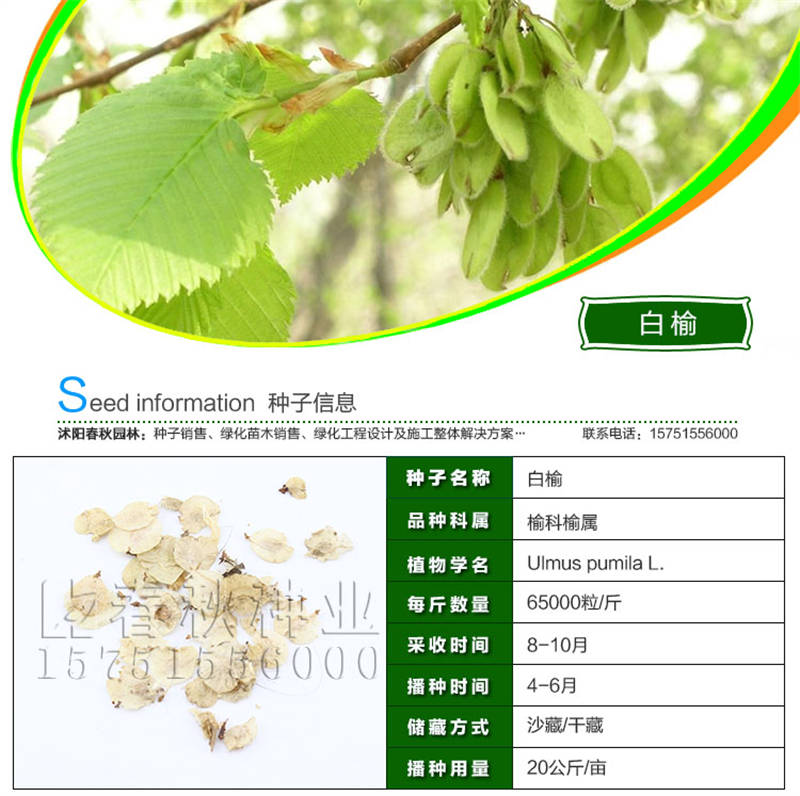 白榆種子基本信息