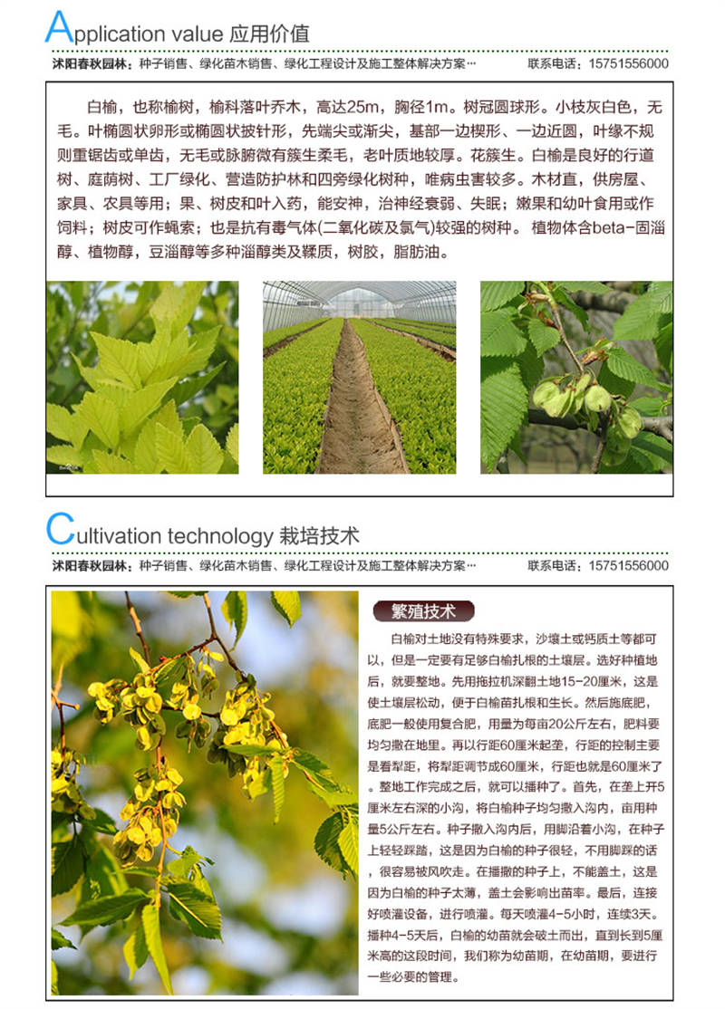 白榆種子應(yīng)用價(jià)值及種植技術(shù)