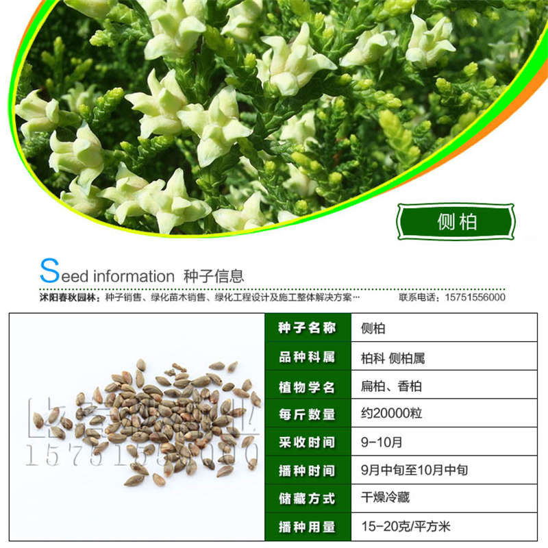 側(cè)柏種子基本信息