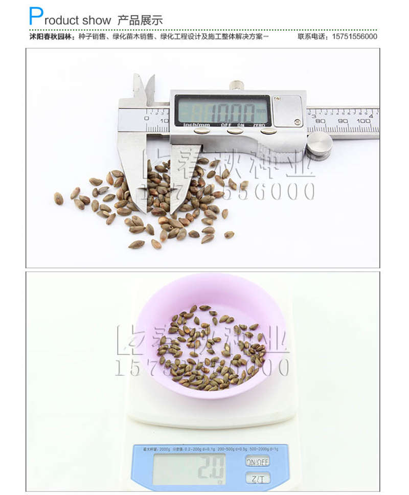 側(cè)柏種子銷售參考價格