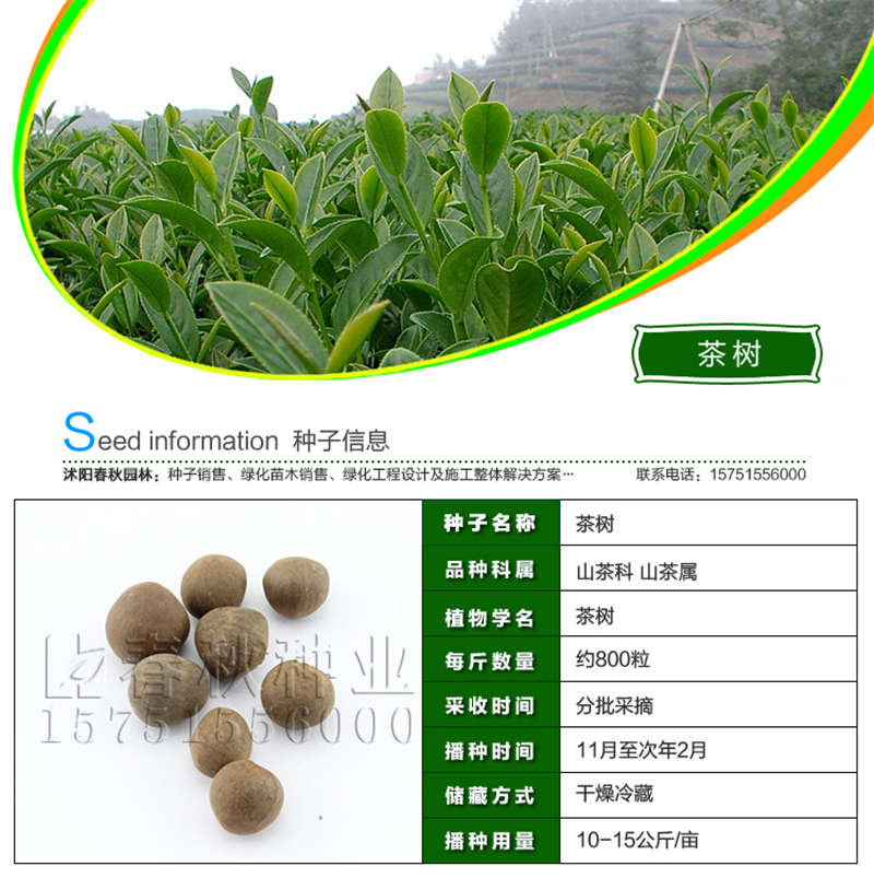 茶樹種子基本信息