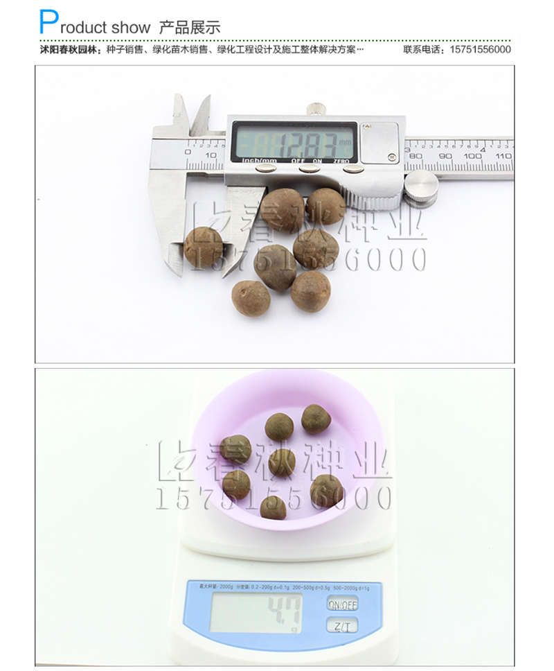 茶樹種子銷售參考價格