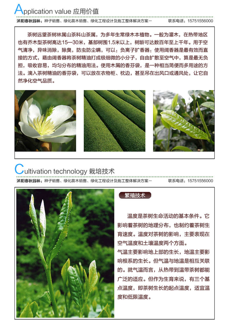 茶樹種子應(yīng)用價值及種植技術(shù)