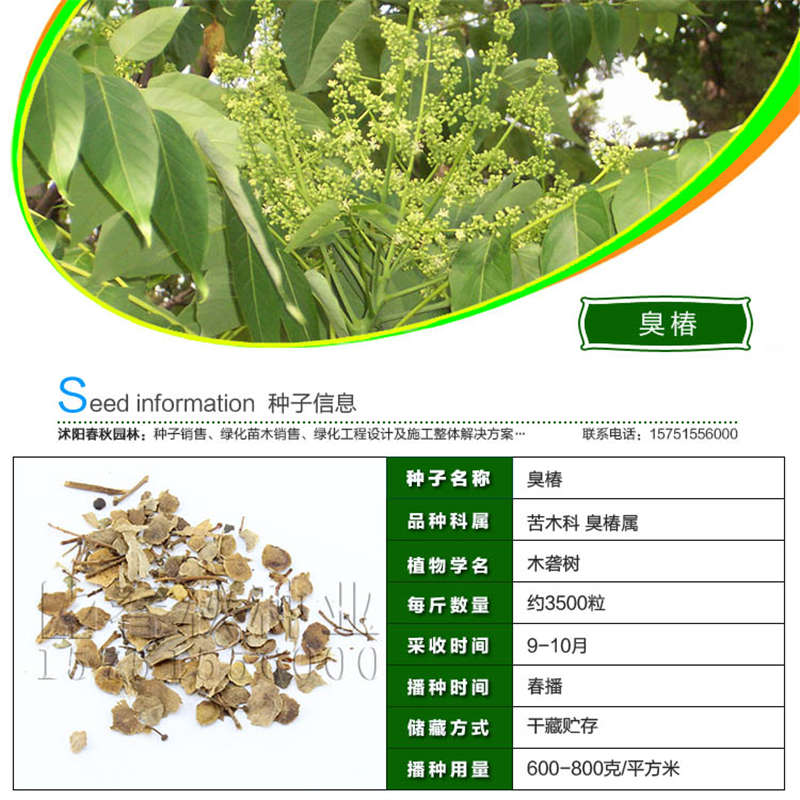 臭椿種子基本信息