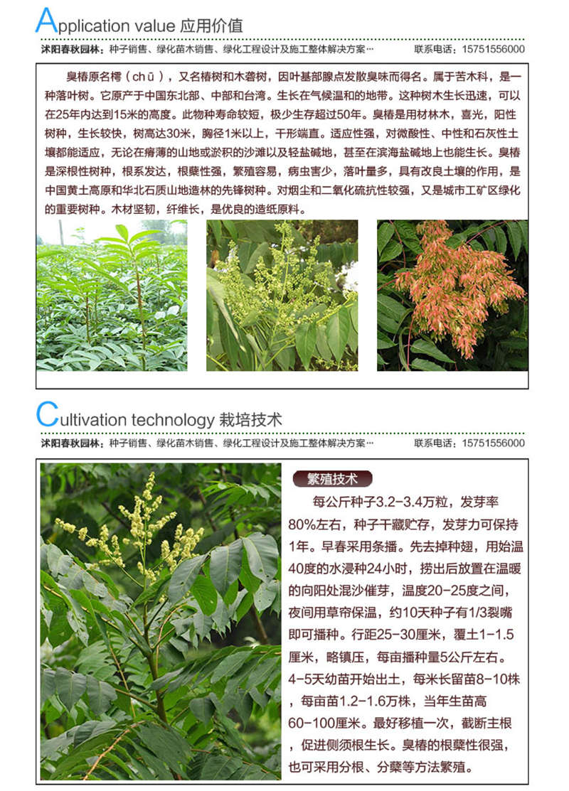 臭椿種子應用價值及種植技術