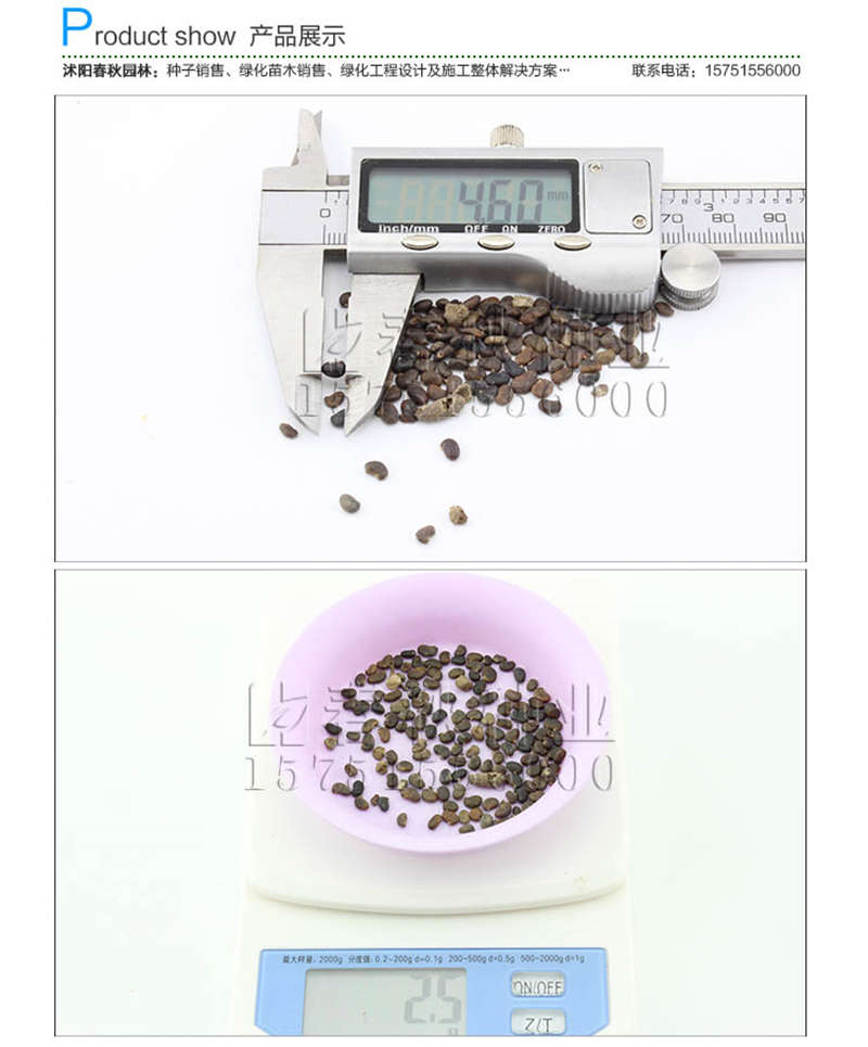 刺槐種子銷售參考價(jià)格