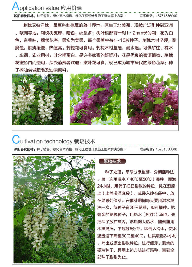 刺槐種子應(yīng)用價(jià)值及種植技術(shù)