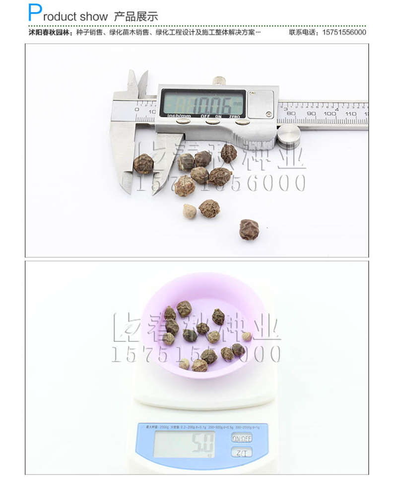 大葉樸樹種子銷售參考價(jià)格