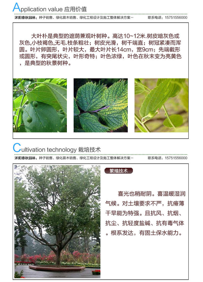 大葉樸樹種子應(yīng)用價(jià)值及種植技術(shù)