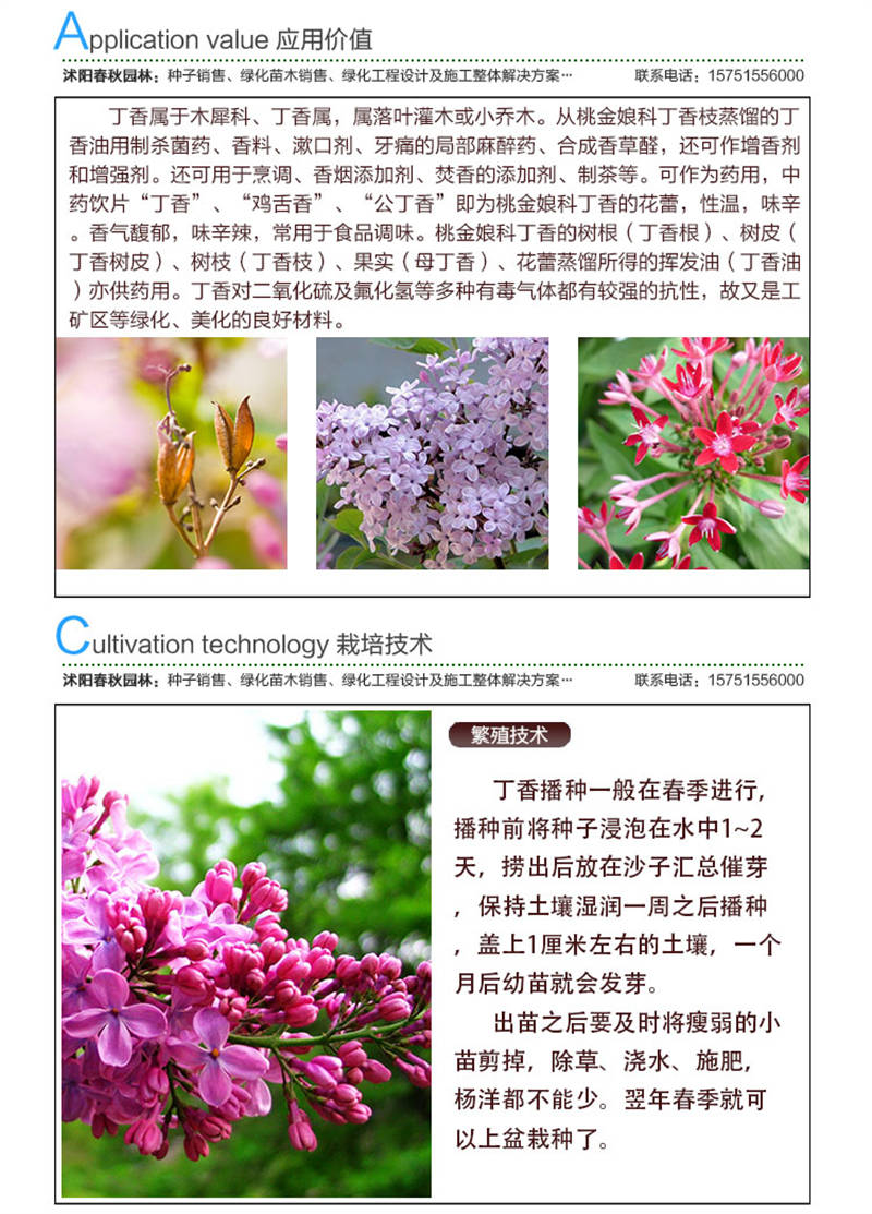 丁香種子應(yīng)用價(jià)值及種植技術(shù)
