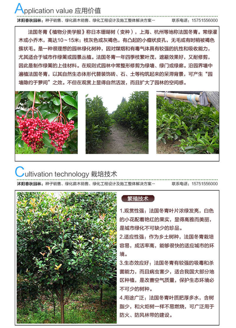 法國冬青種子應(yīng)用價值及種植技術(shù)