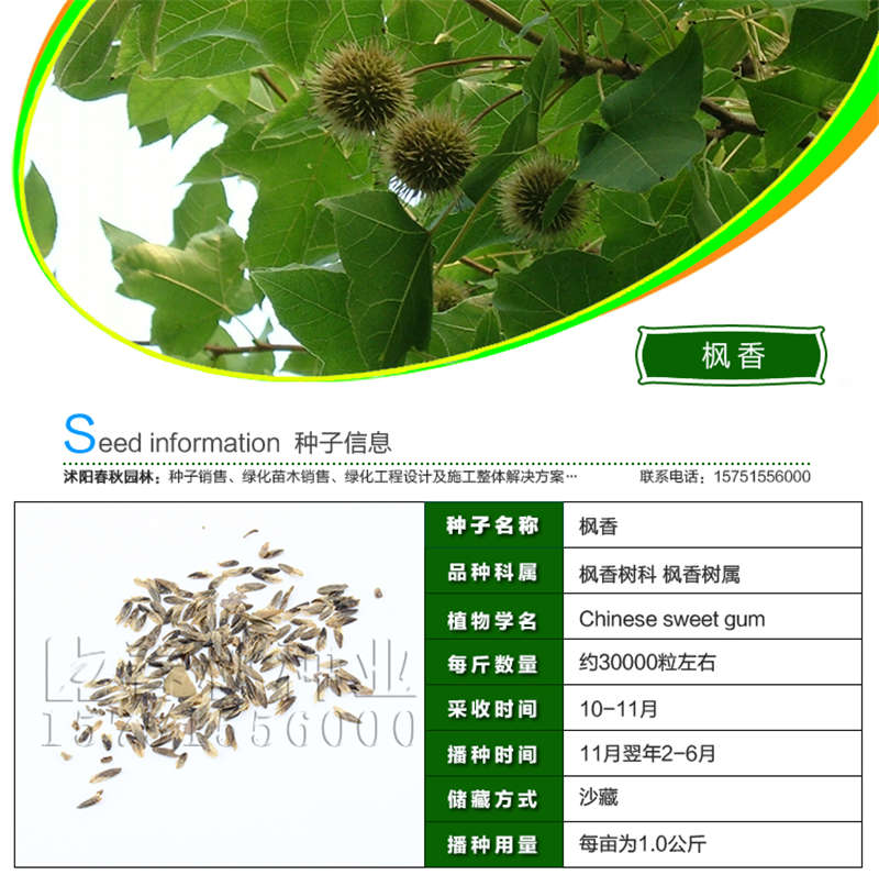 楓香種子基本信息