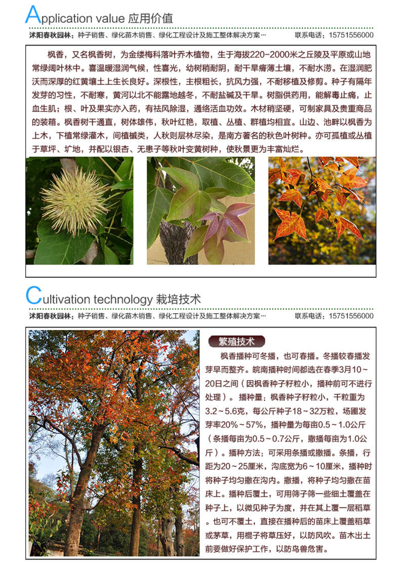 楓香種子應(yīng)用價(jià)值及種植技術(shù)