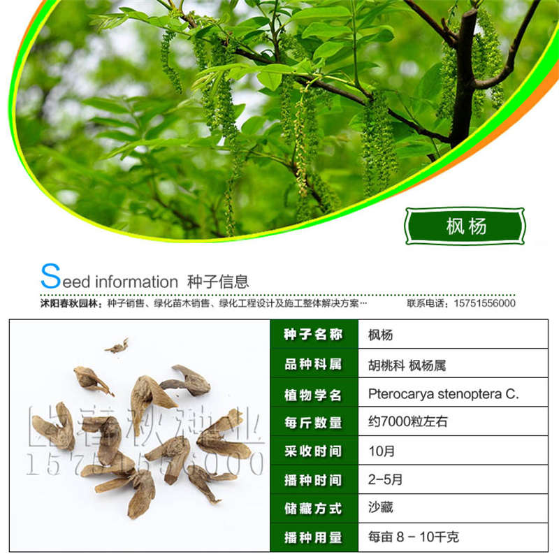 楓楊種子基本信息