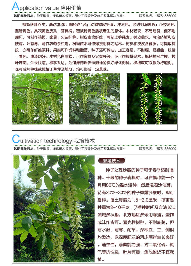 楓楊種子應(yīng)用價值及種植技術(shù)