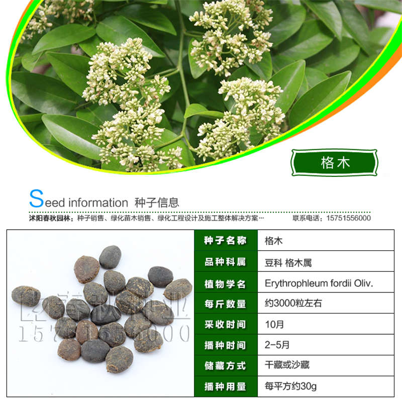 格木種子基本信息