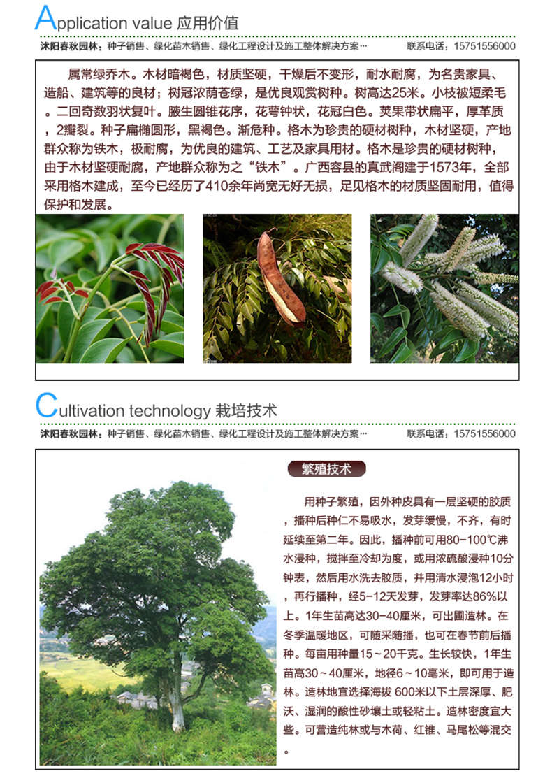 格木種子應(yīng)用價值及種植技術(shù)