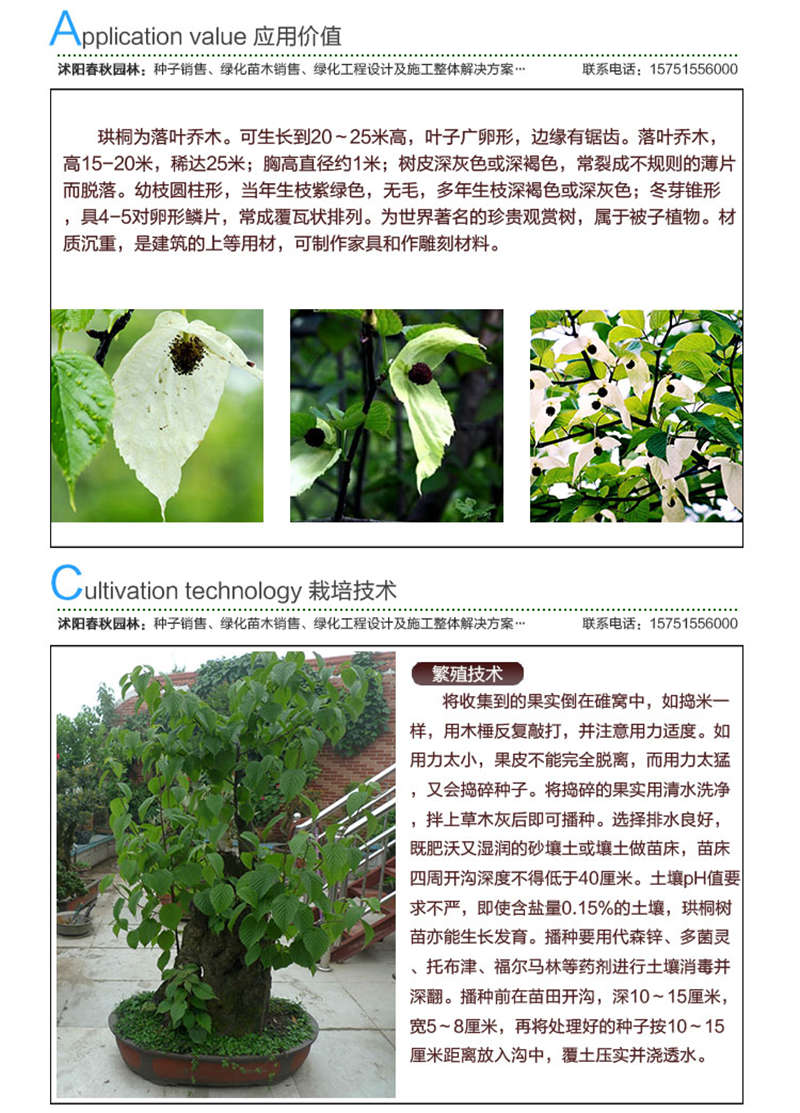 珙桐種子應(yīng)用價(jià)值及種植技術(shù)