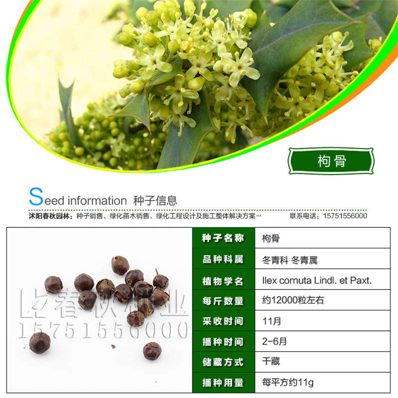 枸骨種子基本信息